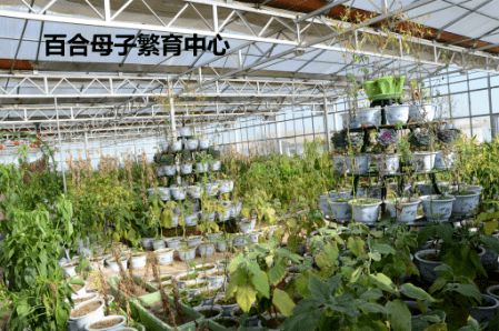 那山那水我代言 标准化种植打造绿色生态新产品
