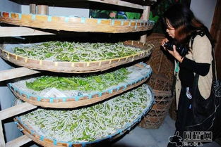 游走在吴江 一 导游词